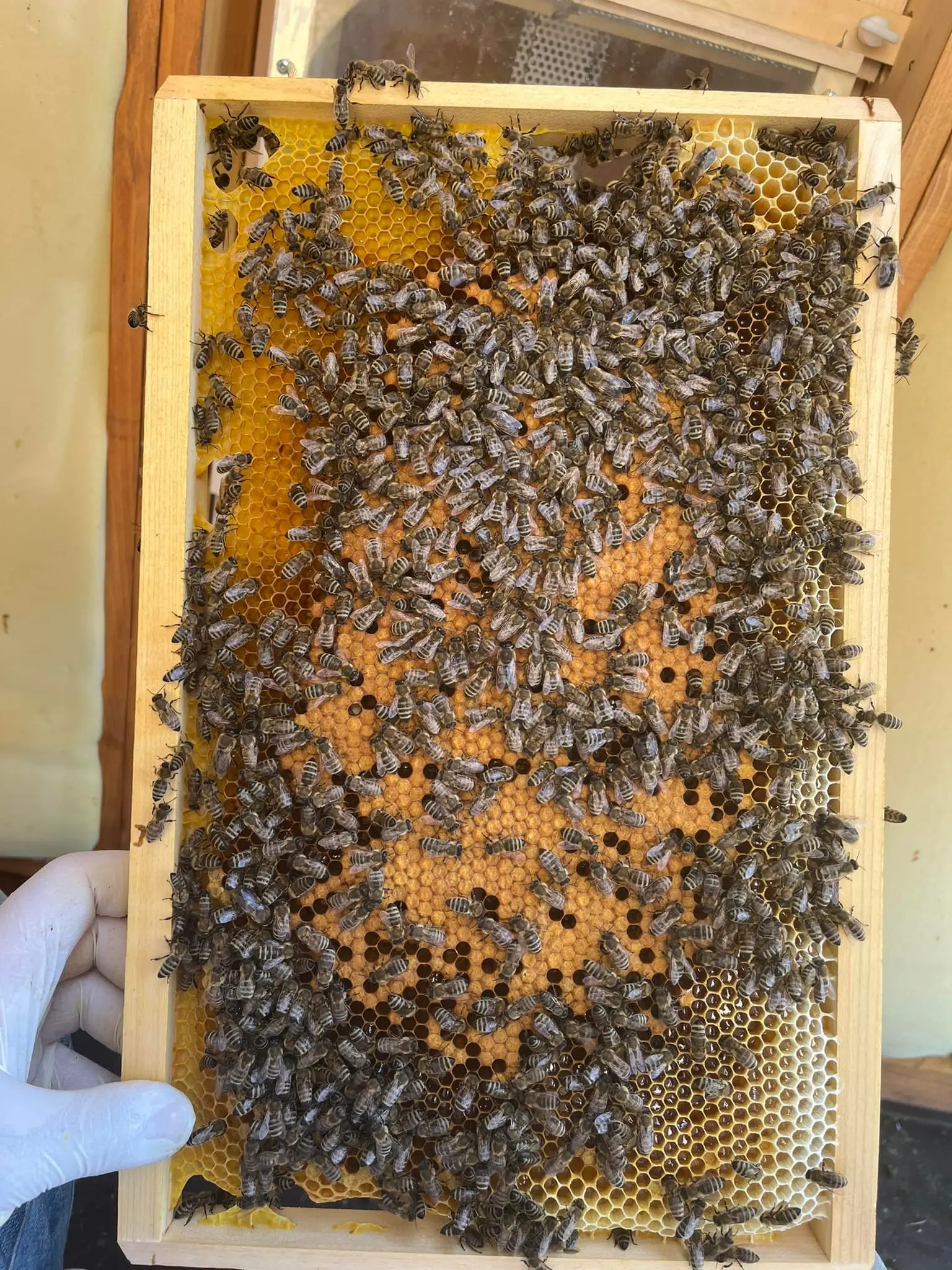 Utrinki iz čebelnjaka 2